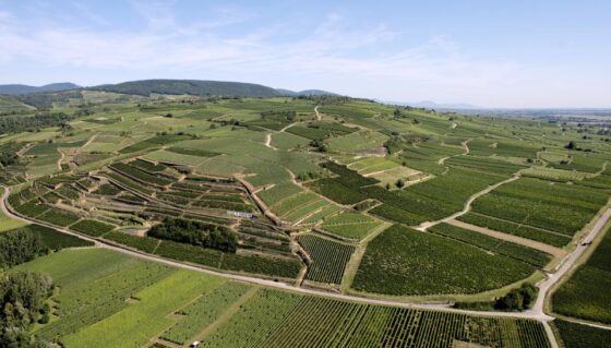 Grand Cru Vorbourg Alsace
